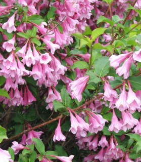 Weigela 'Bouquet Rose'